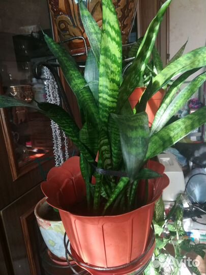 Домашние растения цветы