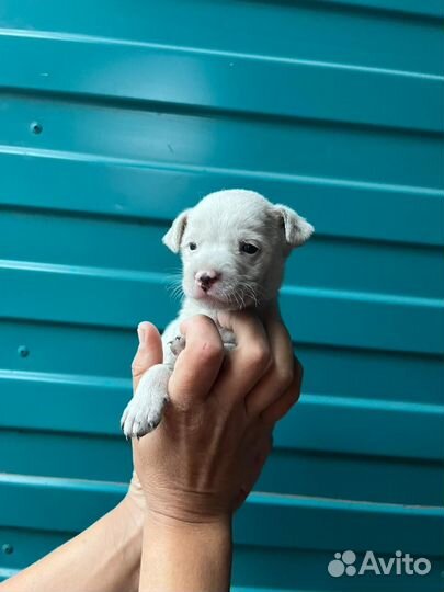 Щенки от маленькой собачки