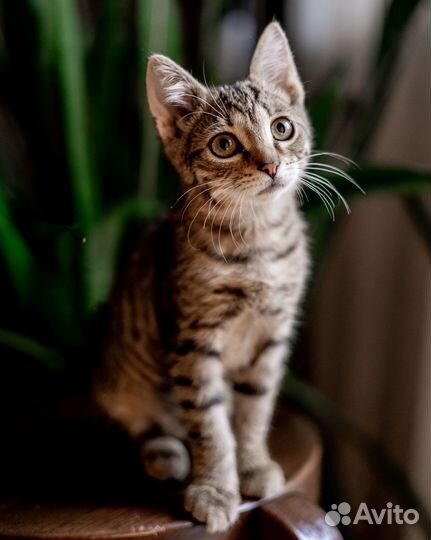 Котенок в добрые руки