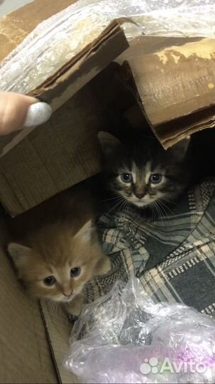 Котята в добрые руки