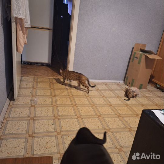 Бенгальские котята