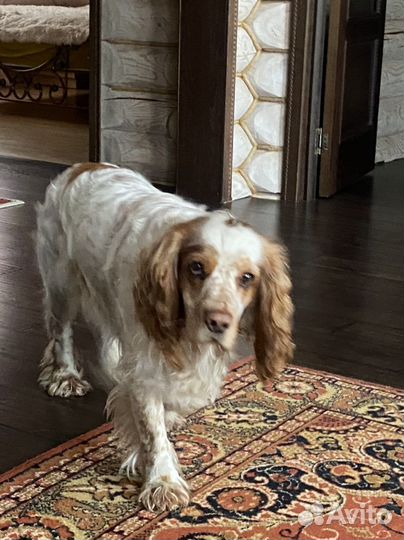 Вязка. Русский спаниель