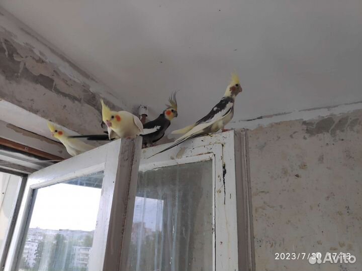 Птенцы корелла