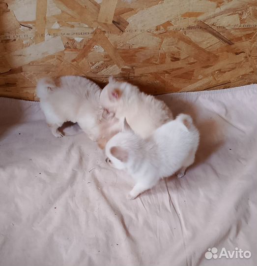 Мини Чихуахуа девочки