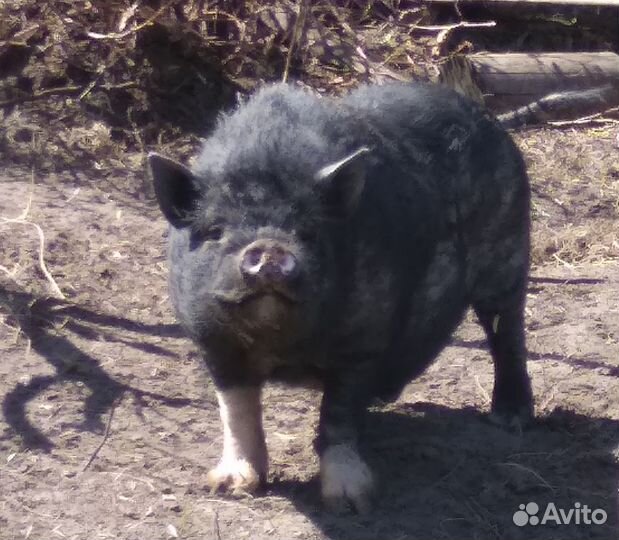 Кабан вьетнамский вислобрюхий и его поросята