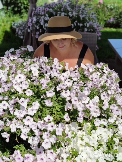 Черенки петунии премиальных сортов укорененные