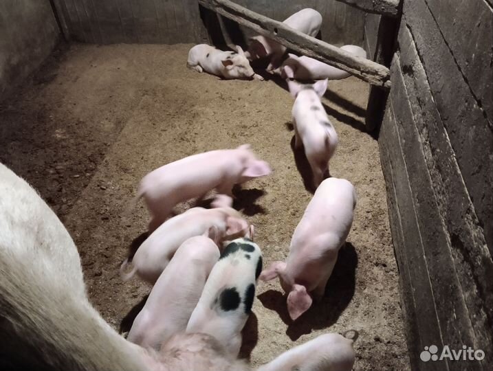 Домашние поросята