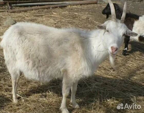 Козел зааненский