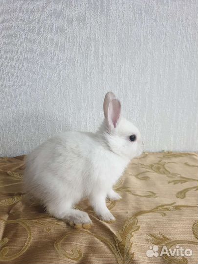 Декоративные карликовые кролики