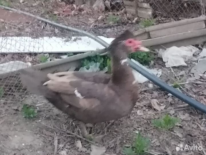 Утак на обмен