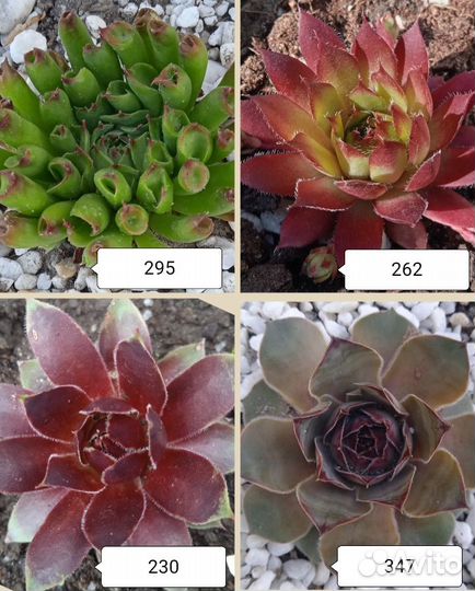 Молодило сортовые