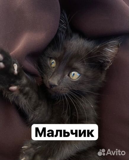 Отдам в добрые руки