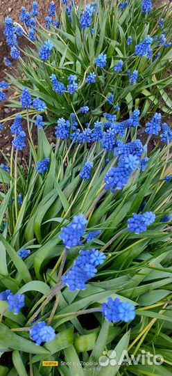 Многолетние цветы