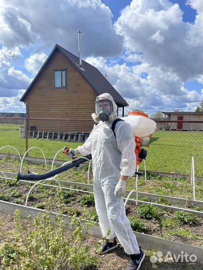 Уничтожение борщевика, клещей, комаров на участке