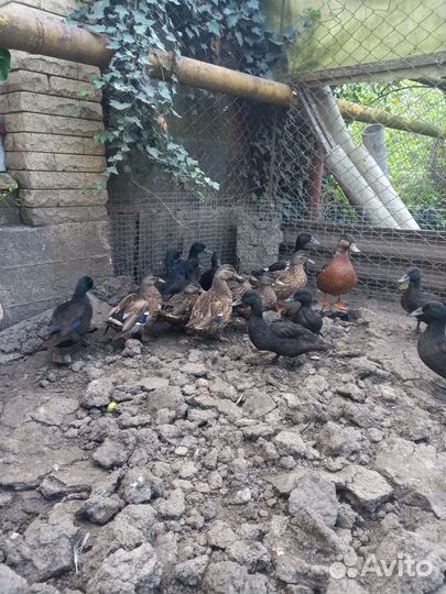 Китайские перепела, яица фазана инкубационное