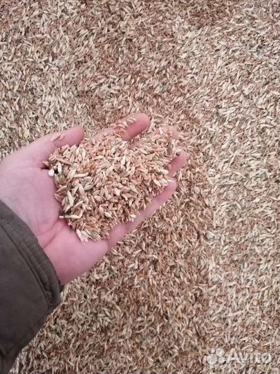 Пшеница ячмень