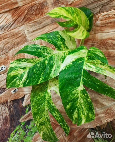 Эпипремнум Golden Flame, Голден флейм