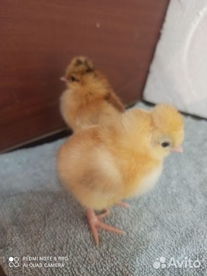 Ия русской хохлатой.Цыплята