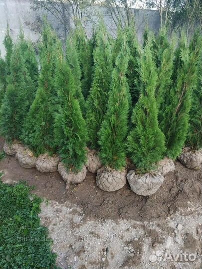 Туи Брабант Смарагд с посадкой на участке