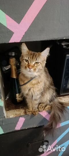 Продам котят майкуна на фото мама папа и 2 котëнк