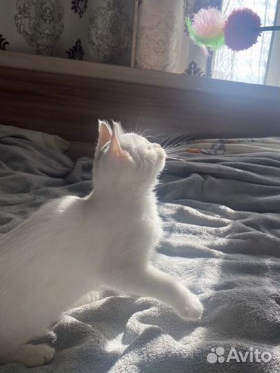 Котенок ищет дом