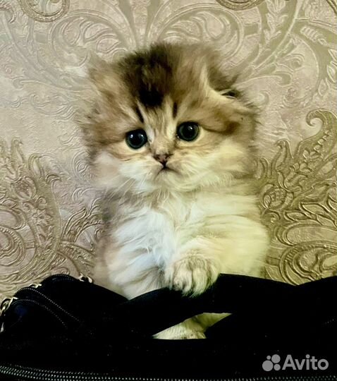 Котята шиншилла