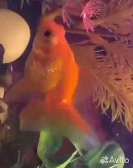 Рыба для аквариума