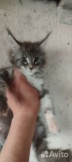 Котята Мейн куна