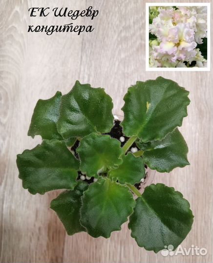 Детки сортовых фиалок
