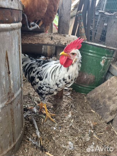Петух