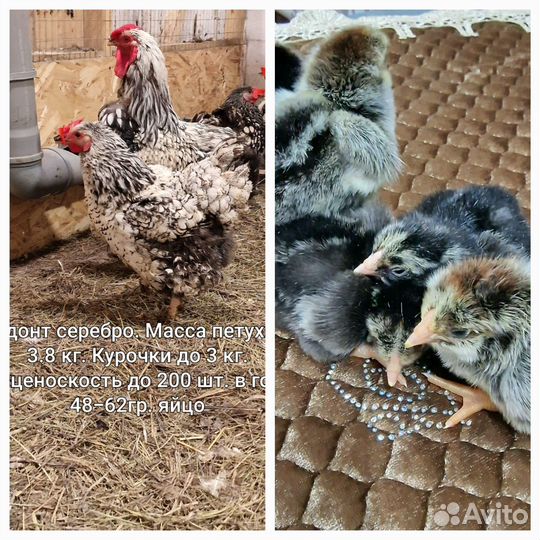 Цыплята Кохинхин и Виандот 250- рублей