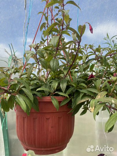 Рассада, Петуния, многолетники, лобелия