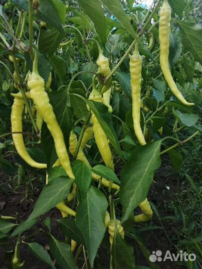 Перец острый