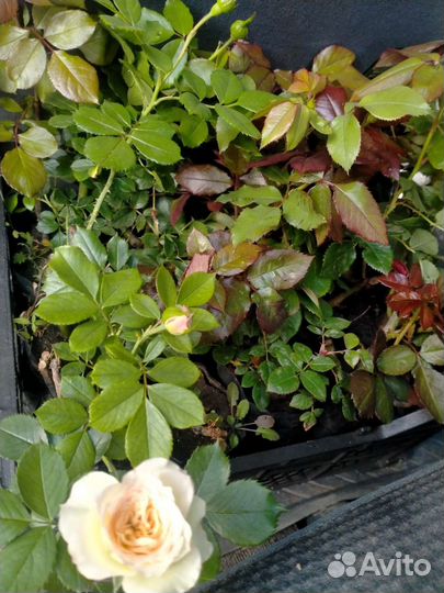 Кустовые розы саженцы