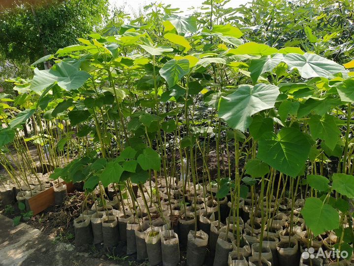 Павловния саженцы, розница и опт