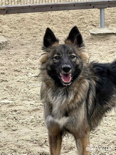 Собака Нюша