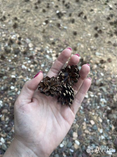 Шишки сосновые