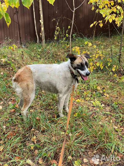 Дружелюбные собачки