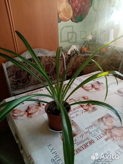 Сансевиерия, панданус, аихризон, хлорофитум