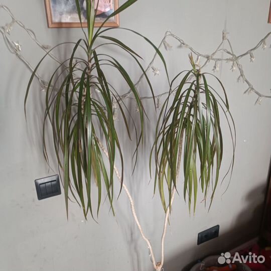 Драцена 1,5 метра