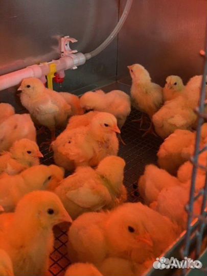 Цыплята бройлеры