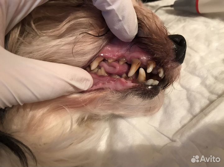 Ультразвуковая чистка зубов собакам