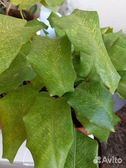 Комнатные растения