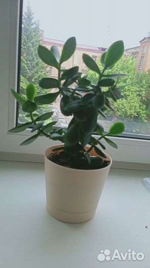 Комнатные цветы,Толстянка, денежное дерево
