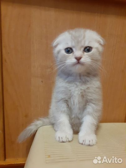 Шотландский вислоухий кот