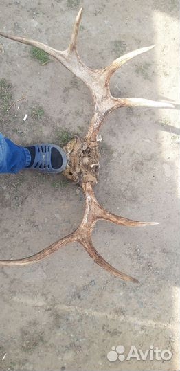 Лосиные рога