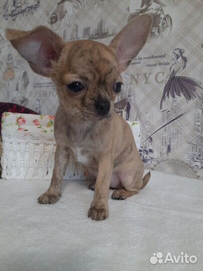 Щенки чихуахуа