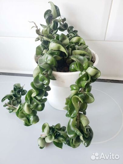 Хойи укорененные