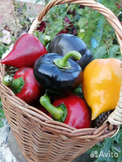 Семена перца Леся