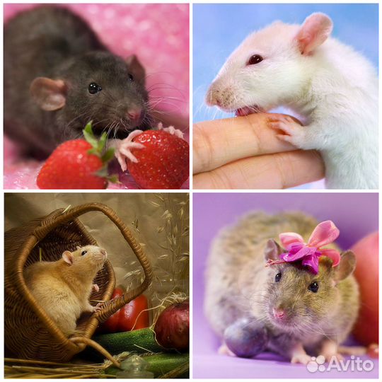 Крысята, Редкие окрасы. Заводчик Вет.врач